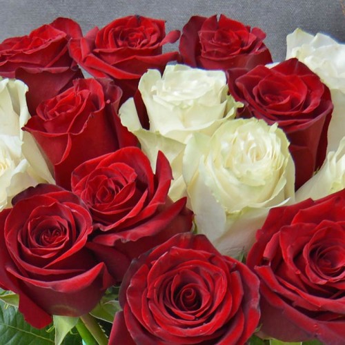 15 Красно белых роз. Айф 15 роз.